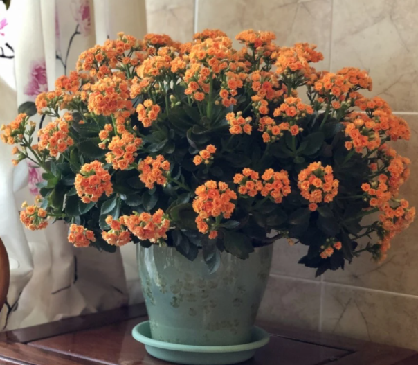 长寿花什么属相不能养