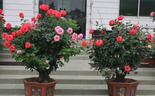 月季花不能种家里吗