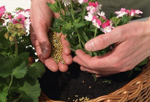 花卉如何施肥