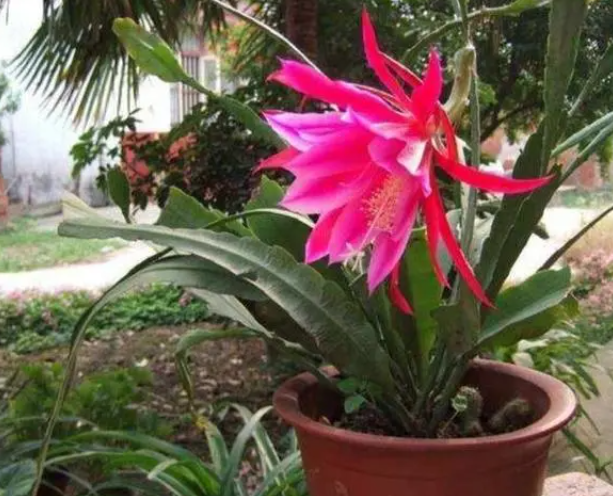 令箭荷花修剪的正确方法