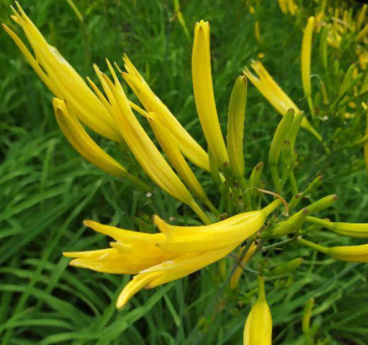 黄花菜几月开花