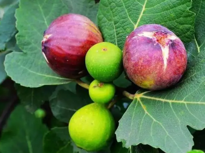 无花果喜阴喜阳