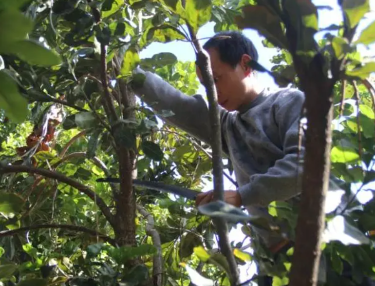 坚果树的修剪方法