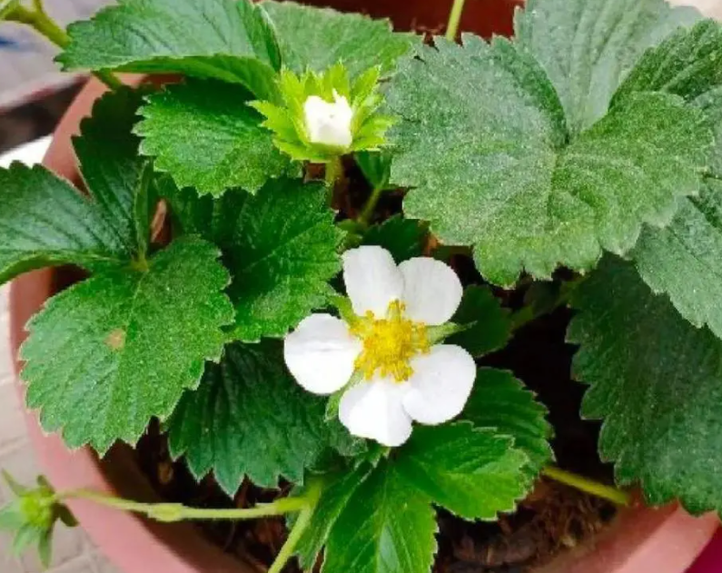 草莓花期温度多少适合