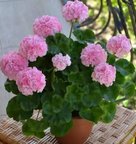 天竺葵草地幻想是勤花吗