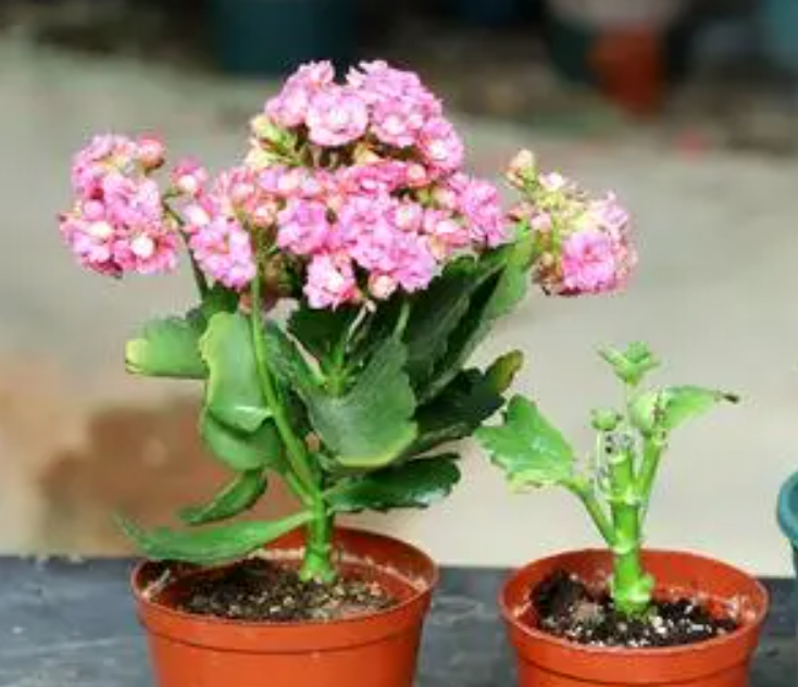 新买的长寿花怎么上盆