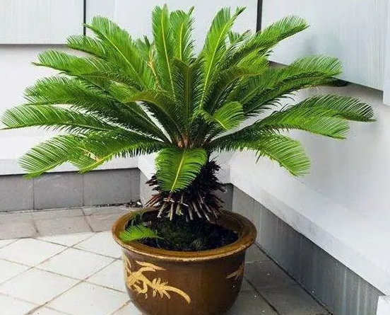 盆栽铁树的养殖方法和注意事项