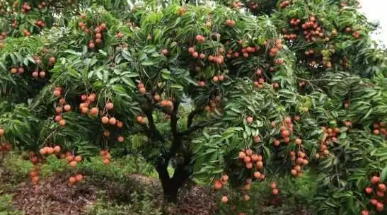 荔枝树怎样施肥才长得快