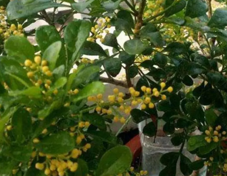 米兰花剪秃了多久发芽