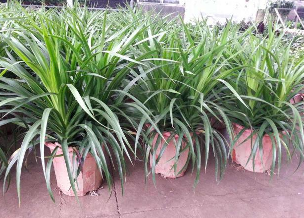 龙须树无根能插活吗