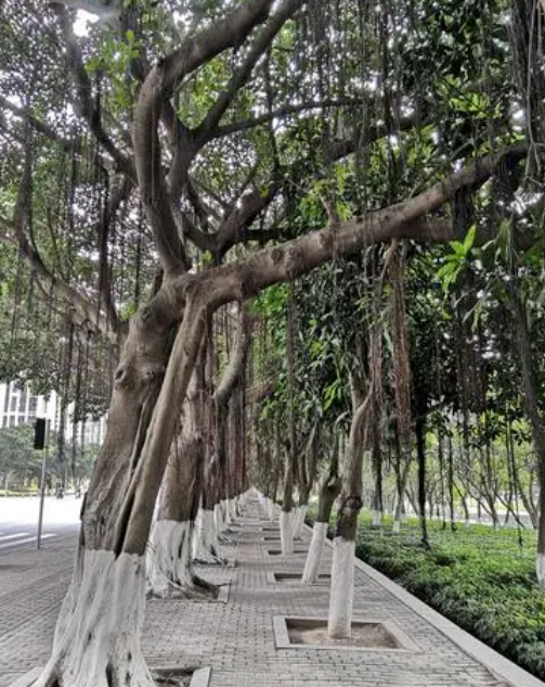 庭院不能种什么树