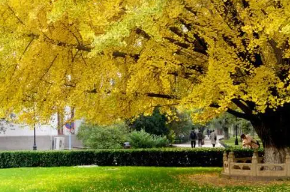 大门口种银杏树吉利吗