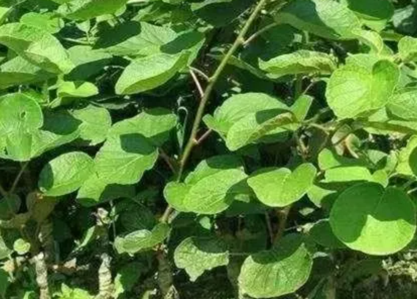 猕猴桃实生苗是公树吗