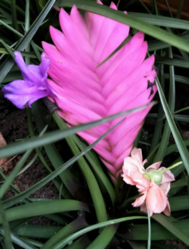 铁掌木是什么花