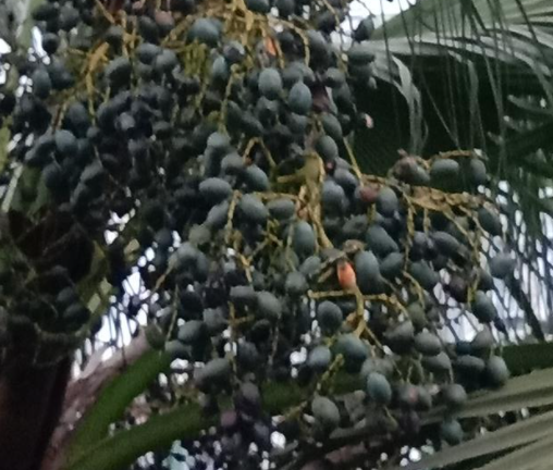 棕榈树的种子有毒吗