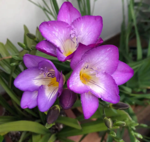 香雪兰一年四季都开花吗