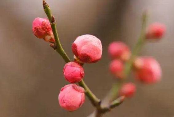 梅花花芽分化时间