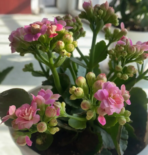 长寿花开花期间怕晒吗