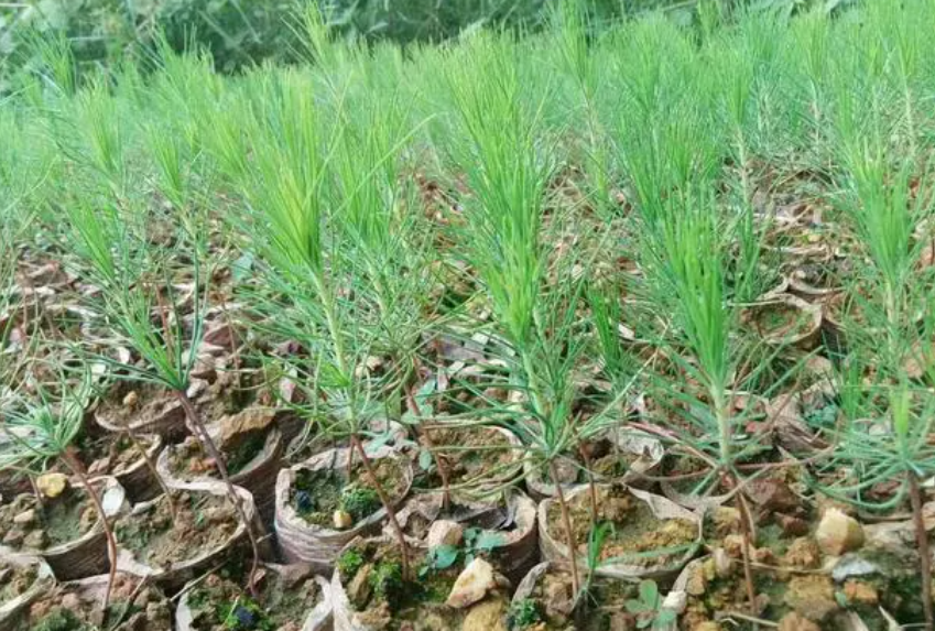 松树苗什么季节种植好