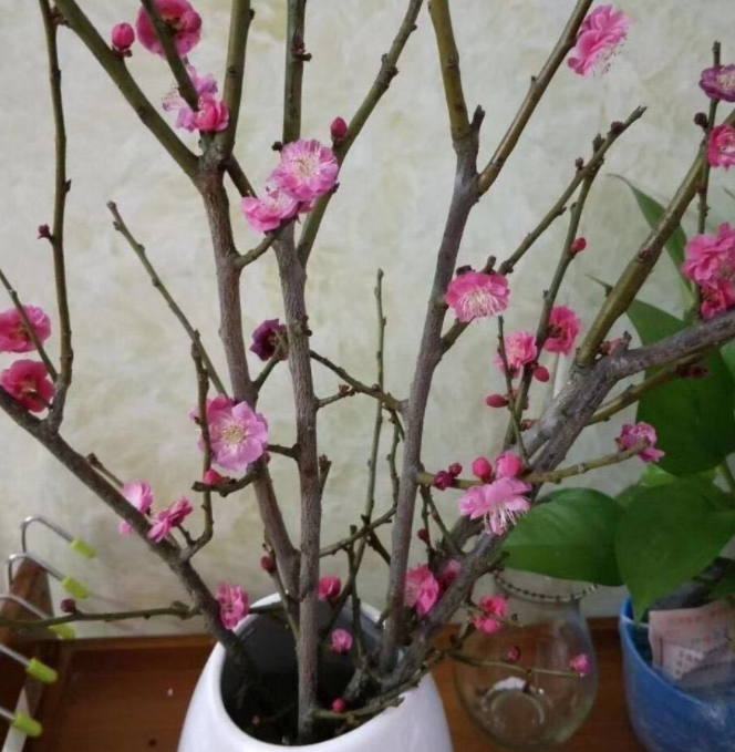 干支腊梅泡水会开花吗