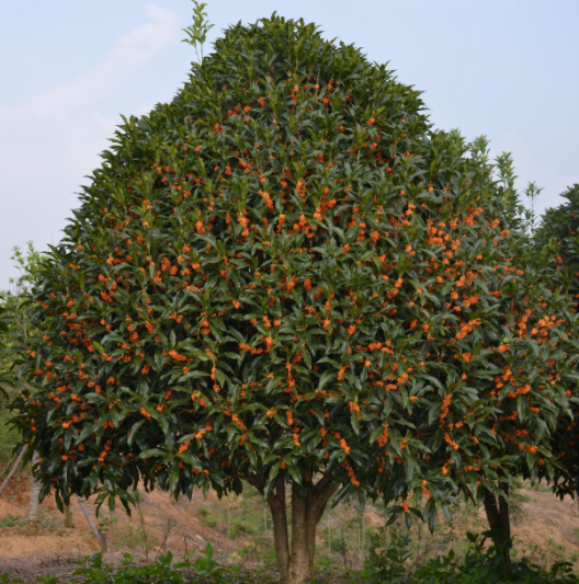桂花树种植的环境要求
