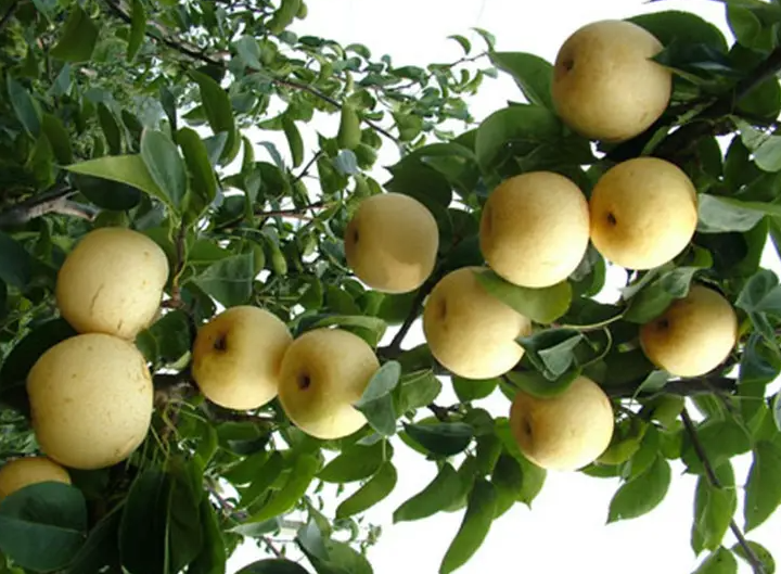 梨树的种类与特点