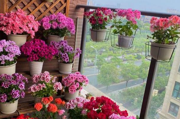 西晒的阳台种什么花