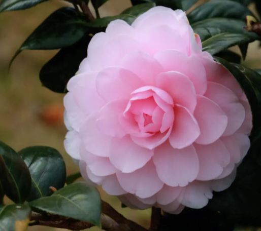 茶花什么品种最珍贵