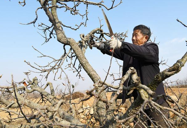 果树秋季剪枝好还是春季剪枝好
