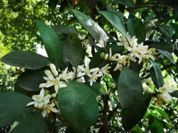 桔子树几年开花结果