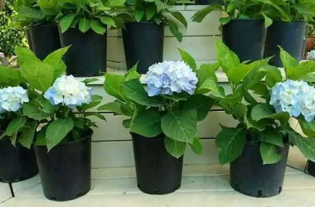 绣球花的移栽方法和注意事项