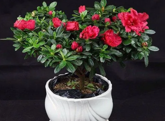 杜鹃花适合种在家里吗