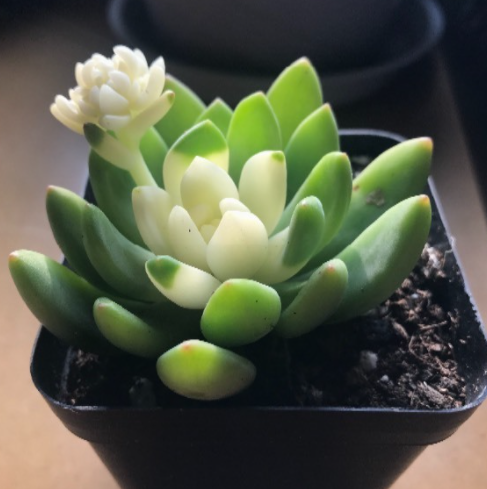 多肉中间白色外面绿厚莲花状