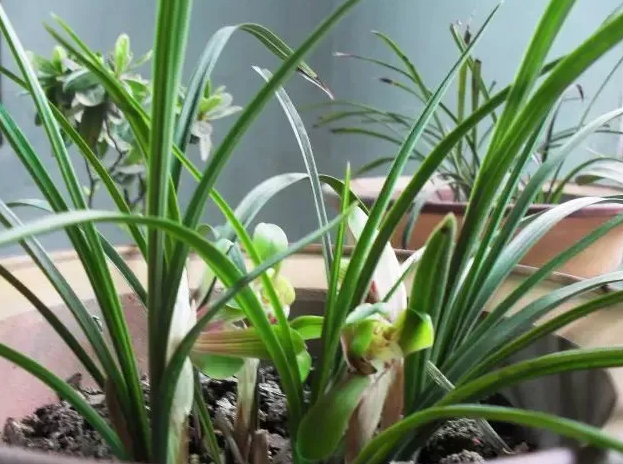 兰花到底浇多少水好