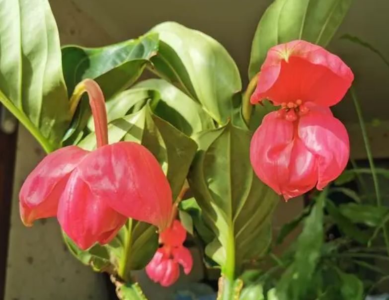 宝莲灯花适合家里养吗