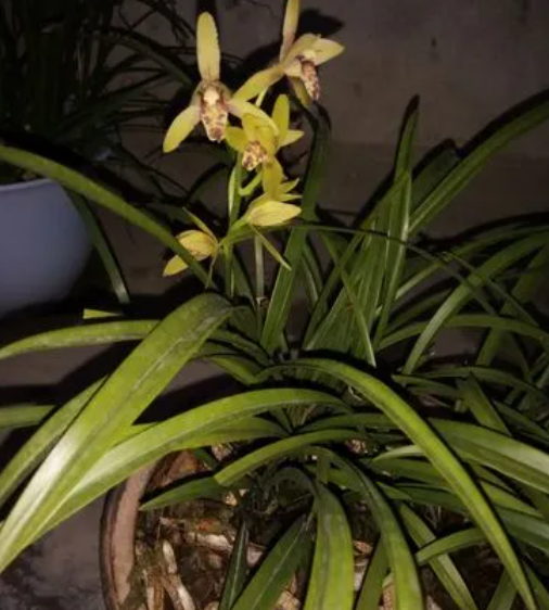 兰花开花后会结果子