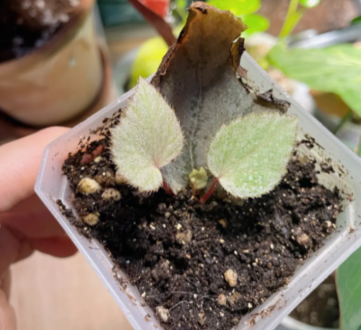 秋海棠花的扦插方法