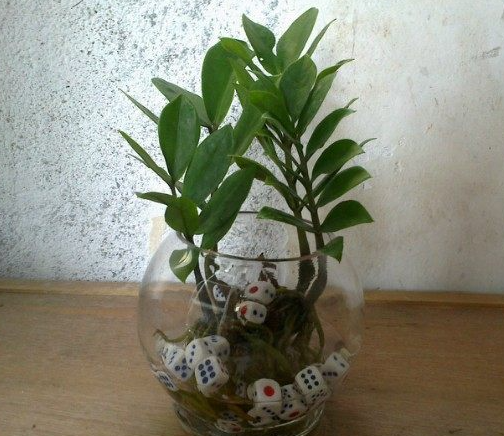 金钱树的水培方法和注意事项