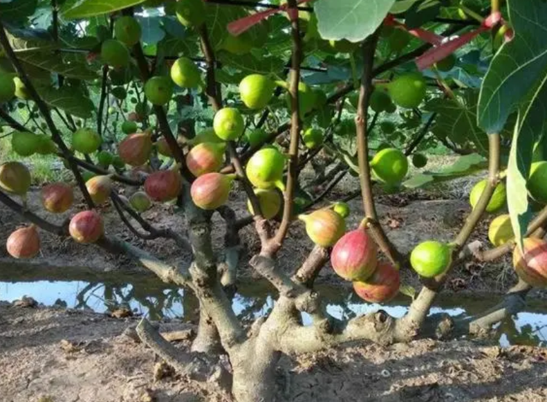 无花果栽种方法