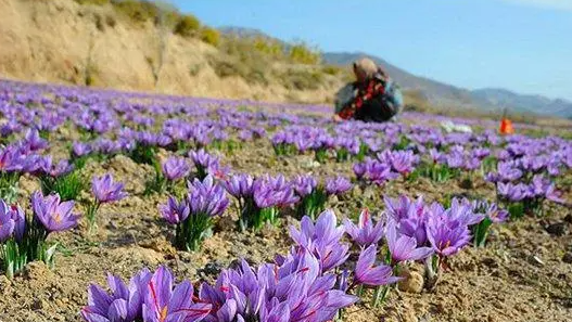 河南周口种植藏红花