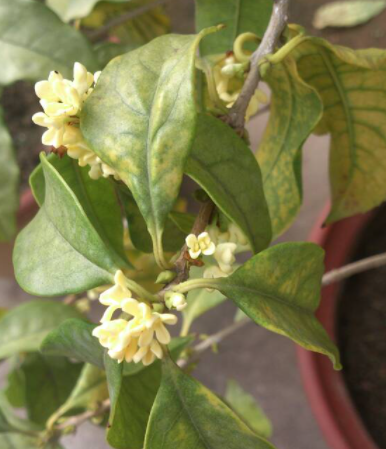 为啥桂花一长出新叶子就枯黄