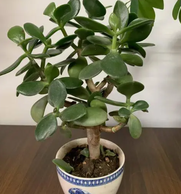 为什么家里别养玉树