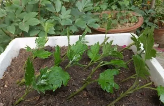 菊花分株时间和方法