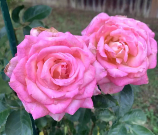 四季开花的玫瑰花品种