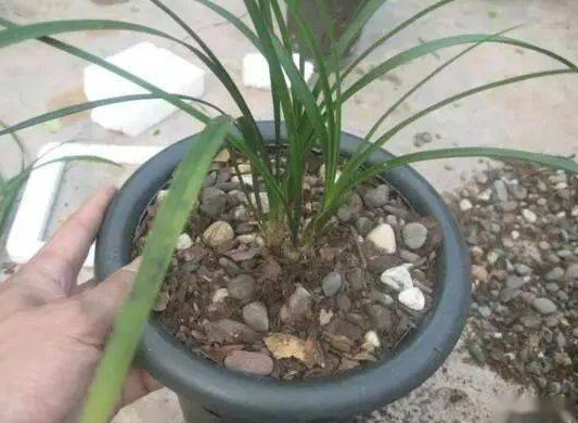 用沙子种兰花好还是用泥土好