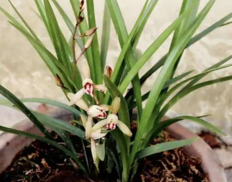 室内养兰花注意事项