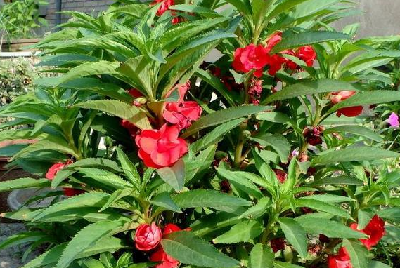 家里养凤仙花吉利吗