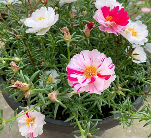 太阳花养殖方法和注意事项 冬季