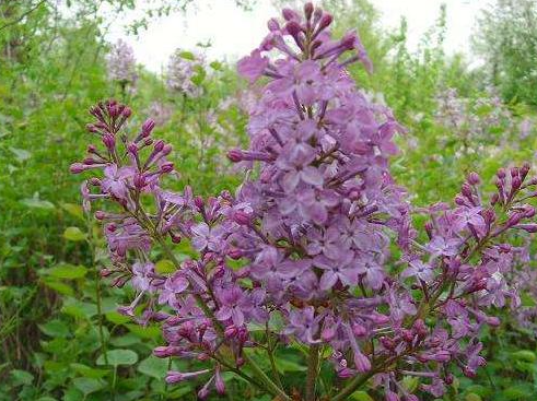 丁香花扦插多久可以长根