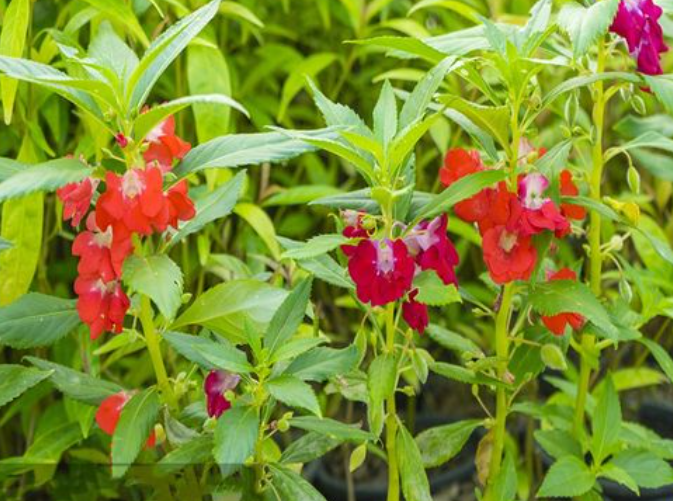 凤仙花靠什么传播种子的方法